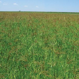 Veld Grass