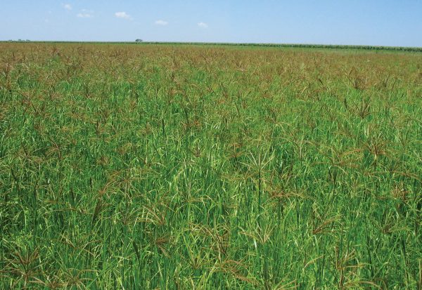 Veld Grass