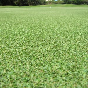 Warm Season Grass