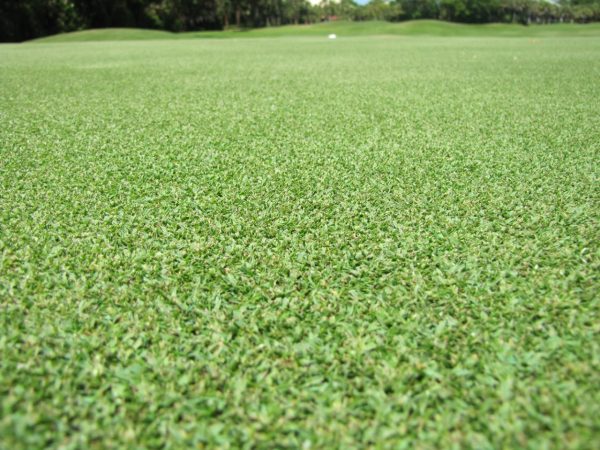 Warm Season Grass